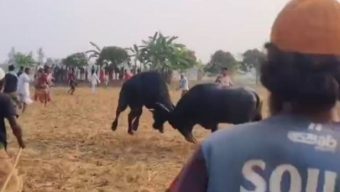 কলাপাড়ায় ঐতিহ্যবাহী মহিষের লড়াই অনুষ্ঠিত