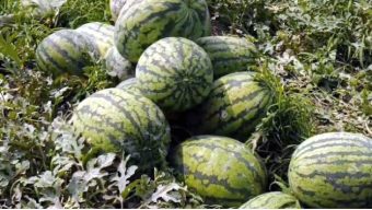 পটুয়াখালীতে তিন হাজার কোটি টাকার তরমুজ বিক্রির সম্ভাবনা