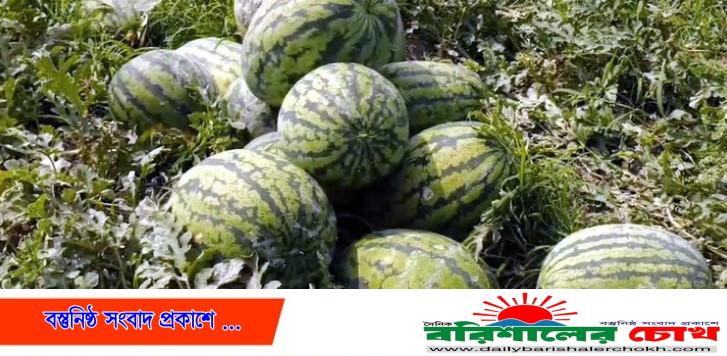 পটুয়াখালীতে তিন হাজার কোটি টাকার তরমুজ বিক্রির সম্ভাবনা