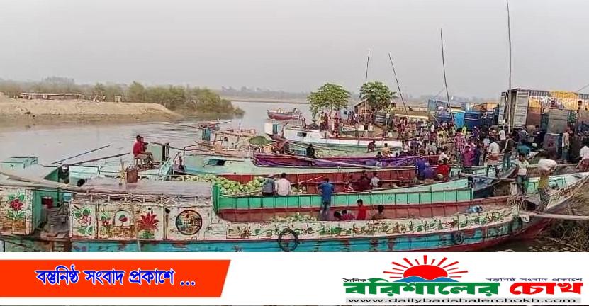 পটুয়াখালীতে বাণিজ্যিকভাবে আগাম জাতের তরমুজের বাম্পার ফলন