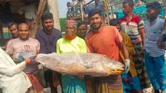 বরগুনায় ভোল মাছটি বিক্রি হলো ৩ লাখ ৫০ হাজার টাকায়