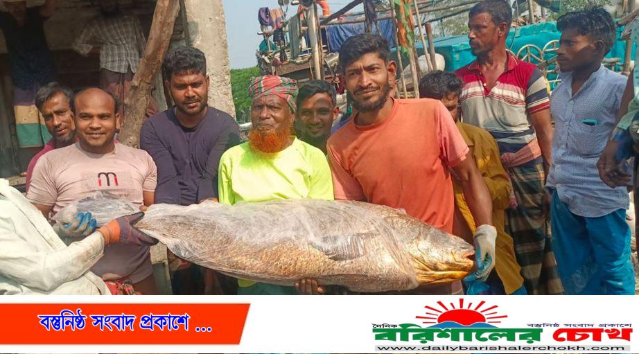 বরগুনায় ভোল মাছটি বিক্রি হলো ৩ লাখ ৫০ হাজার টাকায়