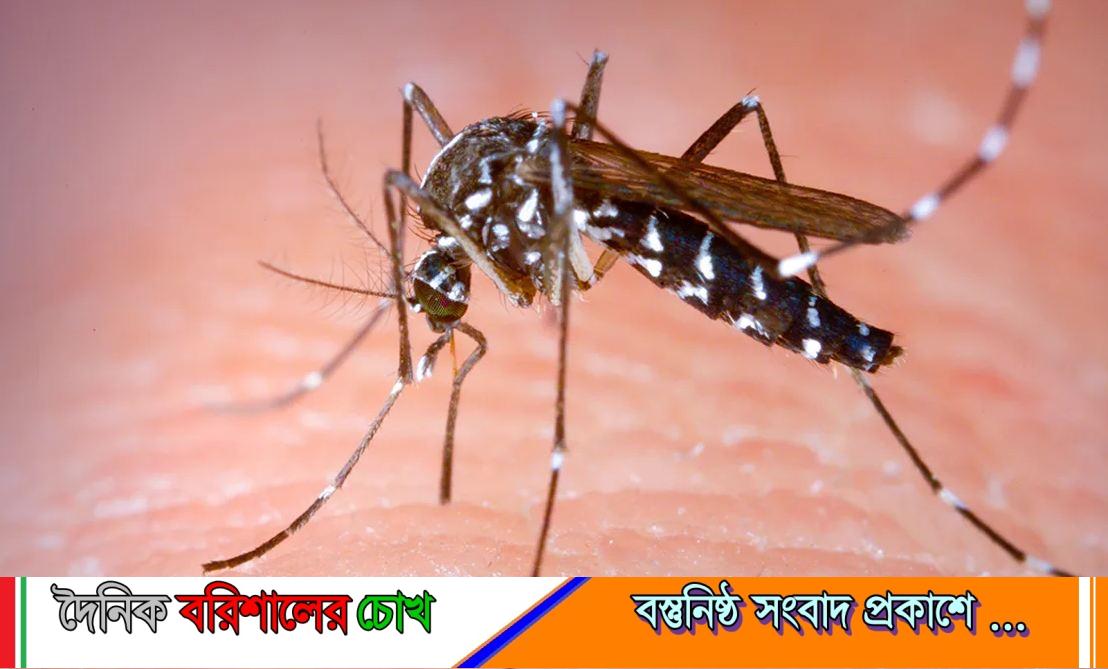 বরিশালে ডেঙ্গুতে দুজনের মৃত্যু