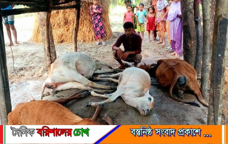 মনপুরায় বজ্রপাতে একই কৃষকের চার গরুসহ আট গরুর মৃত্যু