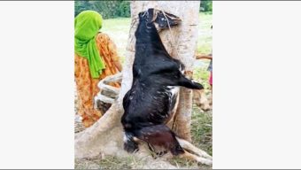 বরিশালে ছাগল পিটিয়ে হত্যায় থানায় অভিযোগ