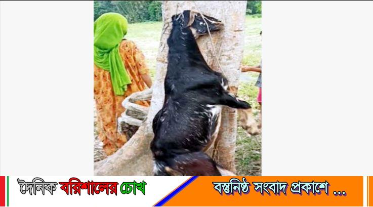 বরিশালে ছাগল পিটিয়ে হত্যায় থানায় অভিযোগ