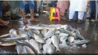 বরিশালে সাধারণ মানুষের নাগালের বাইরে রূপালি ইলিশ