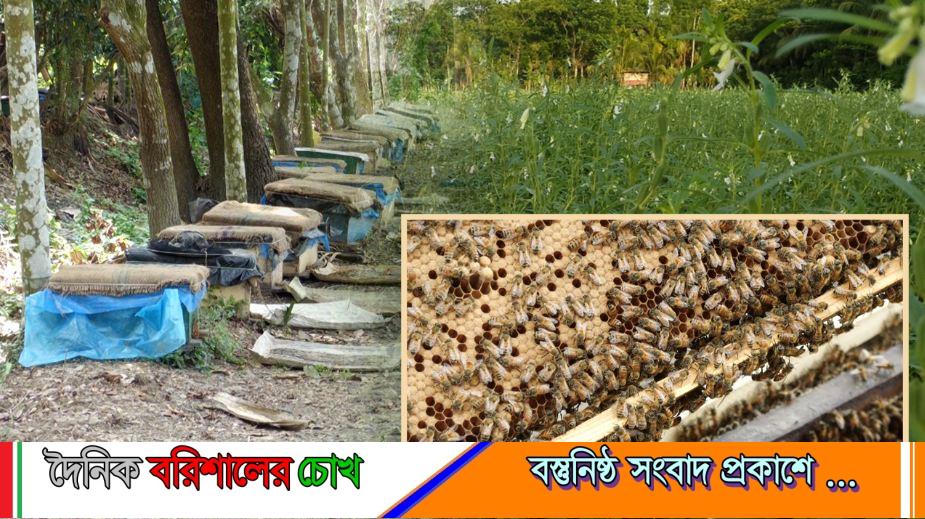পিরোজপুরে তিলখেতে মধু চাষ, প্রথমবারেই সাফল্য