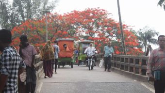 পিরোজপুরে ব্যস্ত সড়কে মুগ্ধতা ছড়াচ্ছে রঙিন কৃষ্ণচূড়া