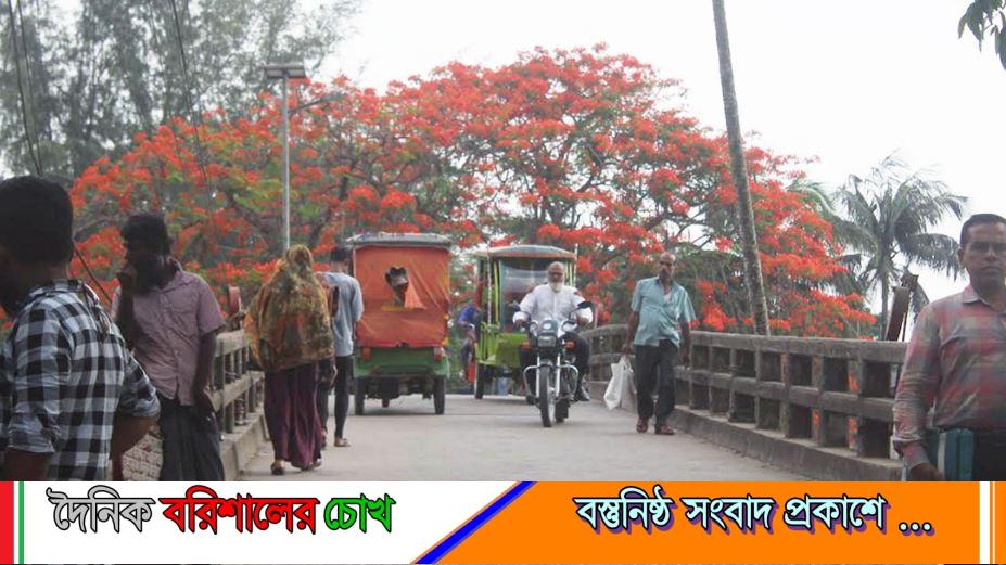 পিরোজপুরে ব্যস্ত সড়কে মুগ্ধতা ছড়াচ্ছে রঙিন কৃষ্ণচূড়া