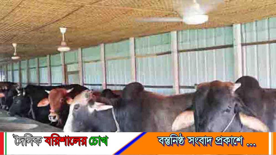 পিরোজপুরে কুরবানির জন্য চাহিদার চেয়ে বেশি পশু প্রস্তুত, পরিচর্যায় ব্যস্ত খামারিরা
