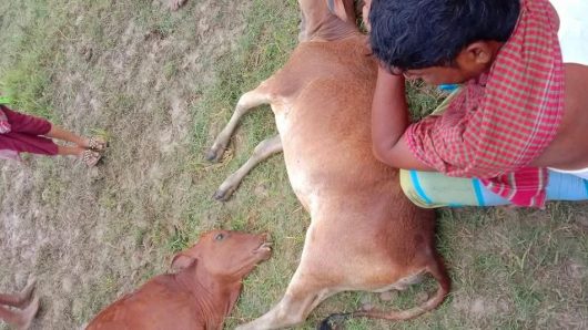 মনপুরায় বজ্রপাতে একই কৃষকের দু’টি গরুর মৃত্যু