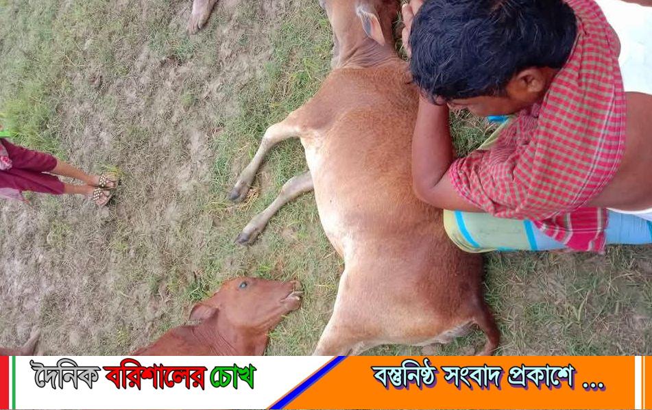 মনপুরায় বজ্রপাতে একই কৃষকের দু’টি গরুর মৃত্যু