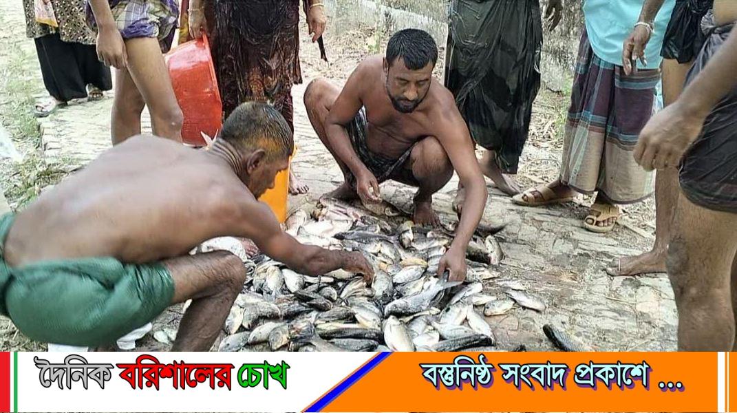 পুকুরে বিষ প্রয়োগে করে মাছ নিধন, লক্ষাধিক টাকার ক্ষতি
