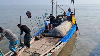 ভোলার নদীতে কাঙ্ক্ষিত ইলিশ না পেয়ে হতাশ জেলেরা