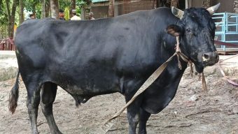 ‎পিরোজপুরে কোরবানির হাট কাঁপাবে ২৫ মণের ‘বীর বাহাদুর’