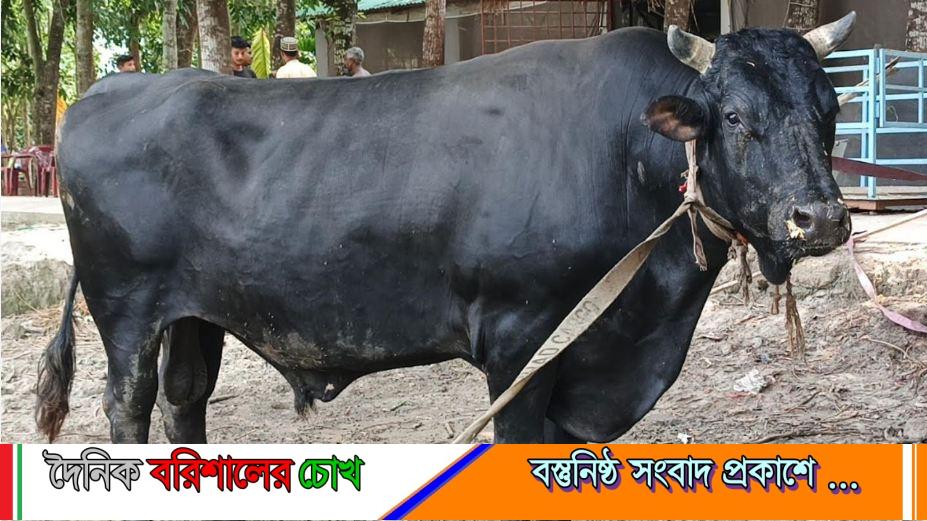 ‎পিরোজপুরে কোরবানির হাট কাঁপাবে ২৫ মণের ‘বীর বাহাদুর’