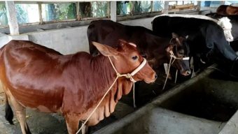 পটুয়াখালীতে কোরবানির জন্য প্রস্তুত ১ লাখ ৩৩ হাজার পশু