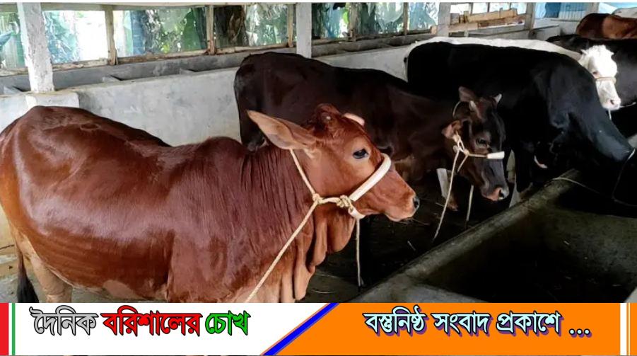 পটুয়াখালীতে কোরবানির জন্য প্রস্তুত ১ লাখ ৩৩ হাজার পশু