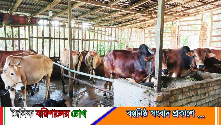 ভোলায় দেশীয় পদ্ধতিতে গবাদিপশু মোটাতাজা করছেন খামারিরা
