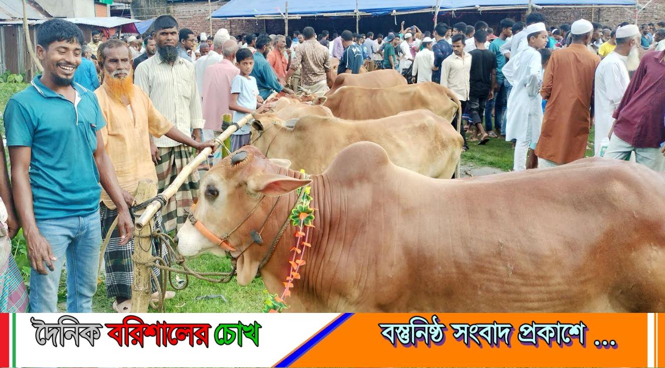 লালমোহনে জমে উঠতে শুরু করেছে কোরবানির পশুর হাট