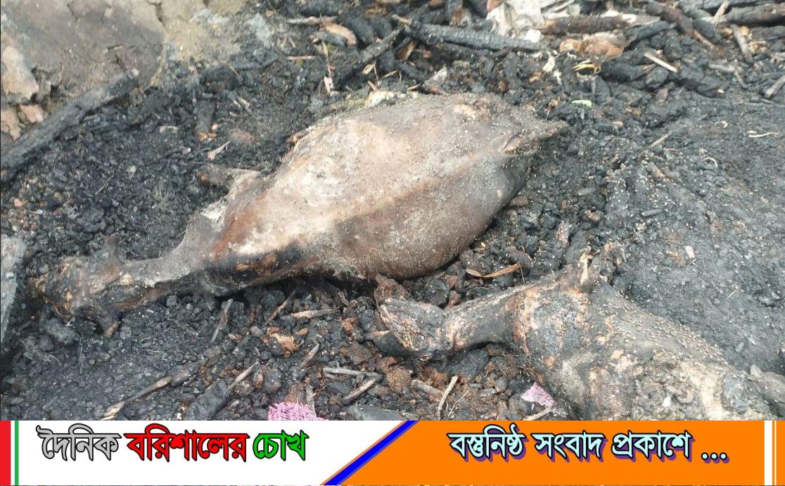 বাউফলে আগুনে পুড়ে ছাই গরু-ছাগলসহ অর্ধশত হাঁস-মুরগি