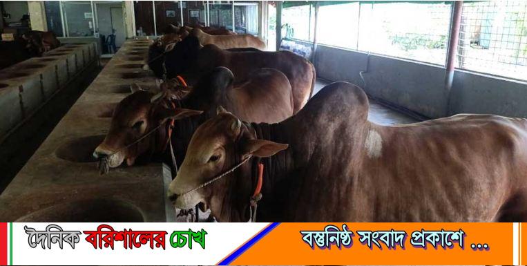 বরিশালে জমে উঠেছে কোরবানির অনলাইন হাট