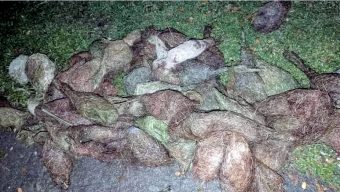 ঝালকাঠিতে বাবুই পাখি হত্যার ঘটনায় ২ মামলা