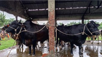 ভোলায় ১৬ থেকে ২২ মণ ওজনের গরু নিয়ে বিপাকে খামারিরা