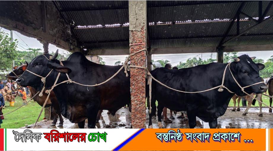 ভোলায় ১৬ থেকে ২২ মণ ওজনের গরু নিয়ে বিপাকে খামারিরা