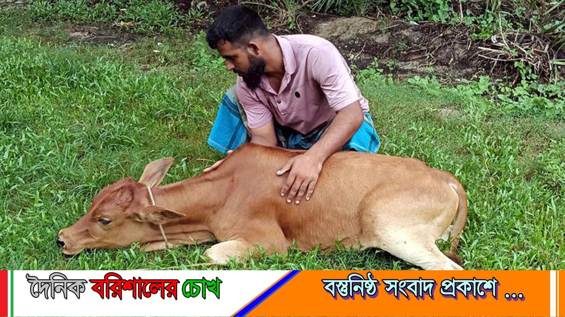 পটুয়াখালীতে লাম্পি স্কিন রোগ নিয়ে মহাবিপদে খামারিরা