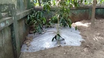 বরিশালে ছয় সন্তানের জননীর মৃত্যুর পর দাফন হল প্রতিবেশীর বাড়িতে