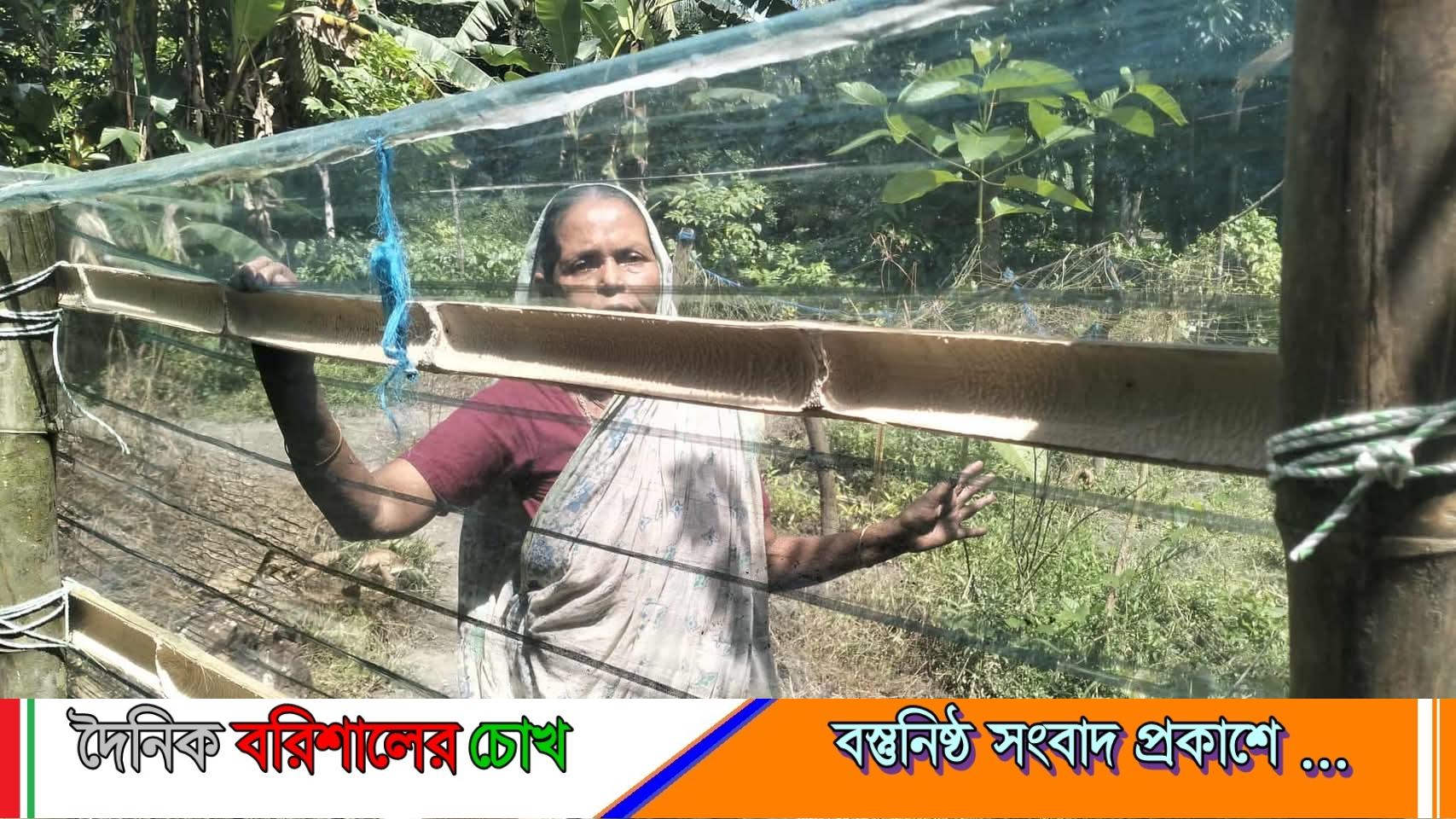 উজিরপুরে জমি বিক্রির কথা শুনে  বৃদ্ধাকে অবরুদ্ধ করে বেড়া দিয়ে দখলের অভিযোগ