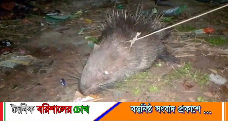 কলাপাড়ায় বিরল প্রজাতির সজারু উদ্ধার