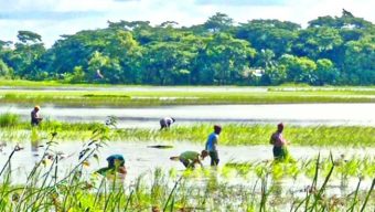 বাউফলে জমিতে আমন রোপণে ব্যস্ত কৃষক