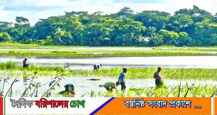 বাউফলে জমিতে আমন রোপণে ব্যস্ত কৃষক