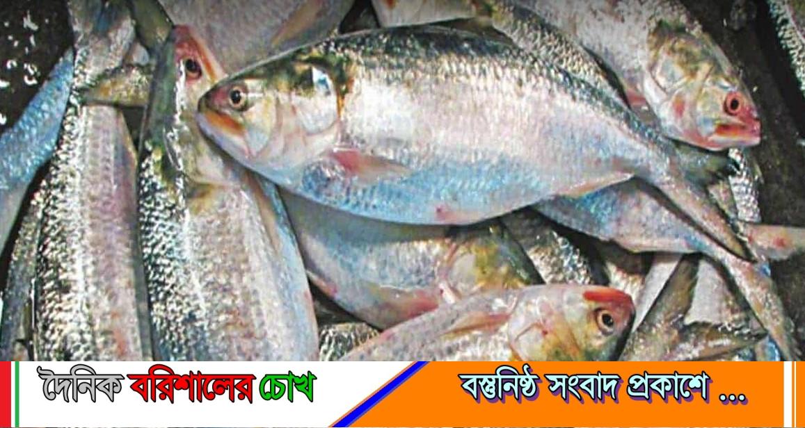 বাবুগঞ্জে মা ইলিশ সংরক্ষণ অভিযান শুরু ৪ অক্টোবর থেকে