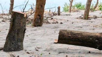 গঙ্গামতির সংরক্ষিত বন উজাড়