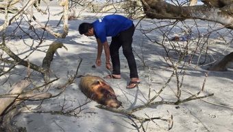কুয়াকাটা সৈকতে ভেসে এলো ১০ ফুট লম্বা ইরাবতী ডলফিন