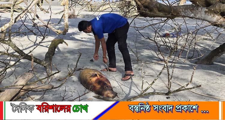 কুয়াকাটা সৈকতে ভেসে এলো ১০ ফুট লম্বা ইরাবতী ডলফিন