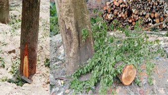 বরিশালে রাতের আঁধারে সরকারি গাছ কাটার সময় জব্দ