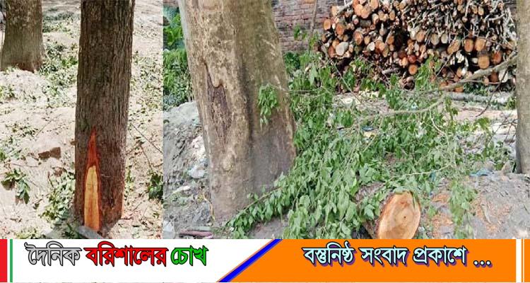বরিশালে রাতের আঁধারে সরকারি গাছ কাটার সময় জব্দ