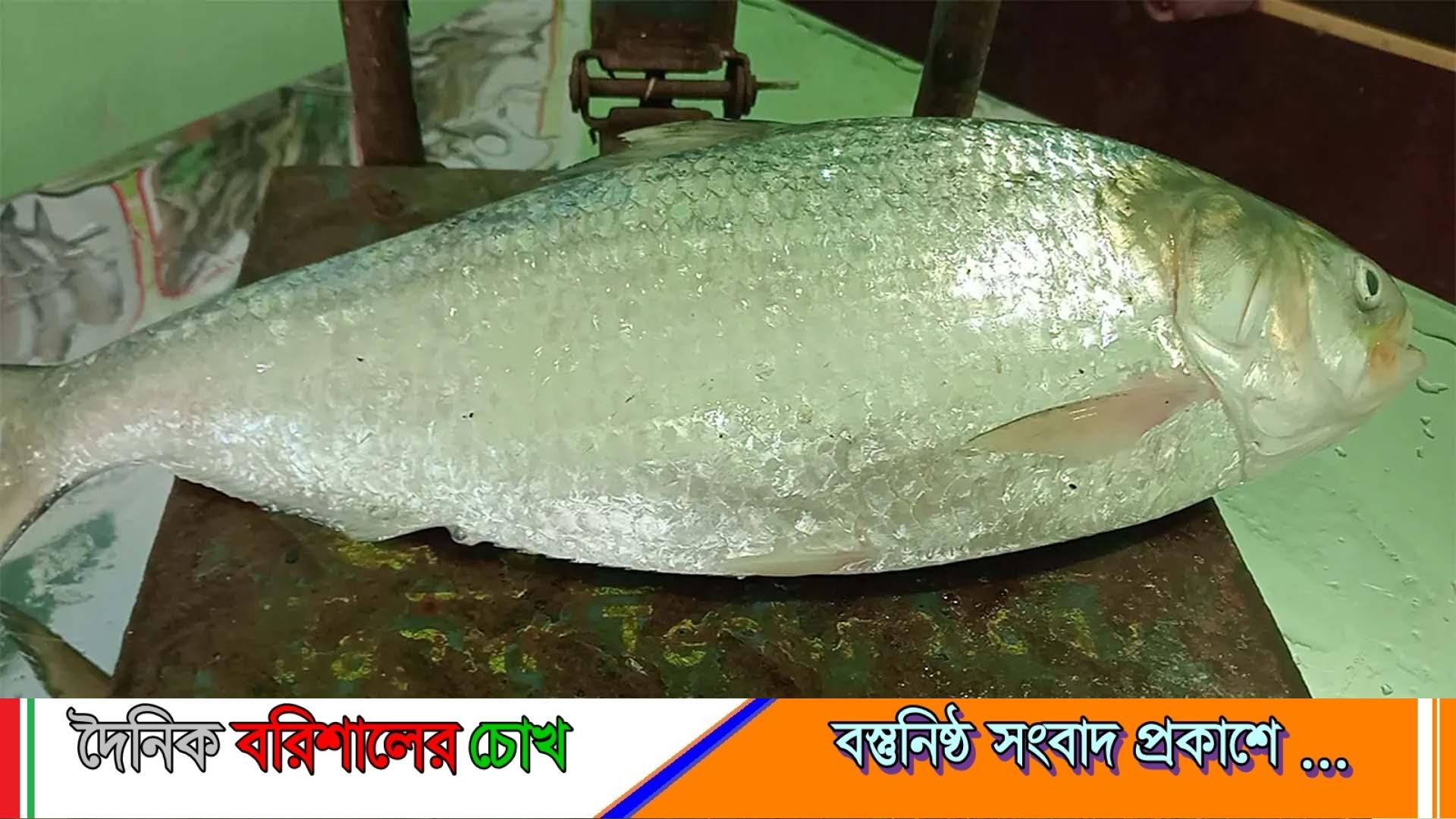 পটুয়াখালীতে এক ইলিশ ৮ হাজার ৭৫০ টাকায় বিক্রি