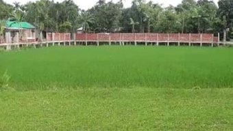 বিদ্যালয়ের মাঠে ধান চাষ, তদন্তে প্রশাসন
