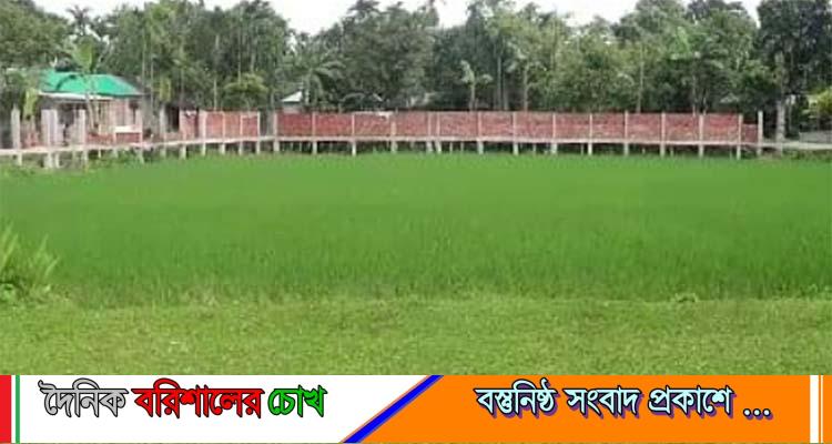 বিদ্যালয়ের মাঠে ধান চাষ, তদন্তে প্রশাসন