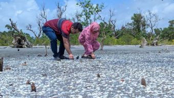 কুয়াকাটা সৈকতজুড়ে অজস্র সাদা ঝিনুক, মুগ্ধ পর্যটকরা