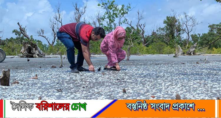 কুয়াকাটা সৈকতজুড়ে অজস্র সাদা ঝিনুক, মুগ্ধ পর্যটকরা