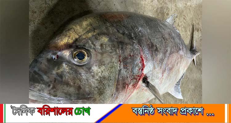 বঙ্গোপসাগরে জেলের জালে ধরা পড়ল ৩০ কেজির তবলা মাছ