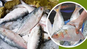 দুর্গাপূজার আগেই ভারতে যাচ্ছে বাংলাদেশের ইলিশ