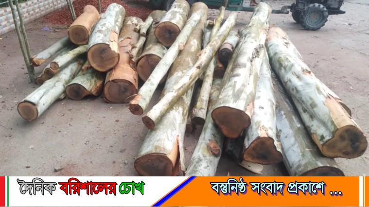 রাতে সরকারি রাস্তার গাছ কেটে সাবাড়
